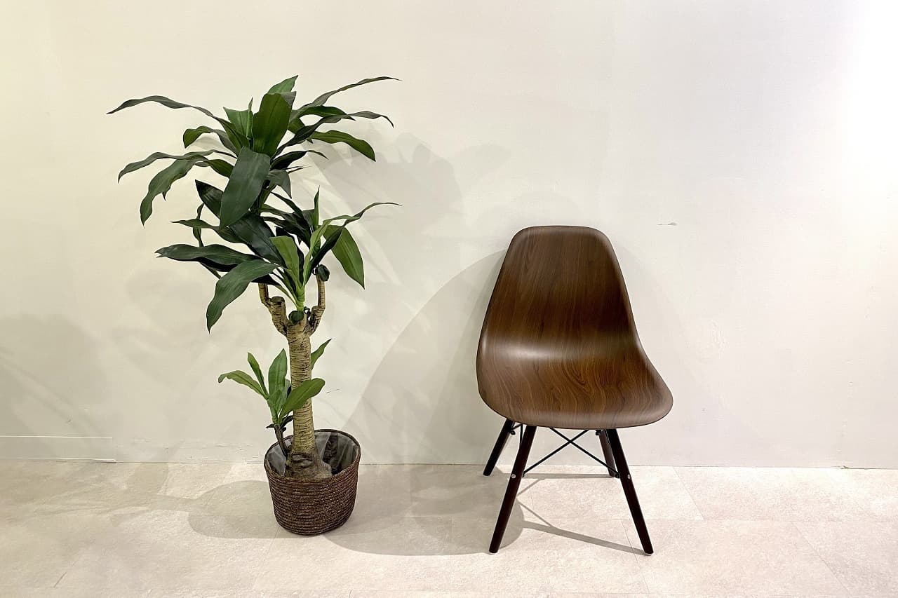 人工観葉植物,渋谷セレクトスペース